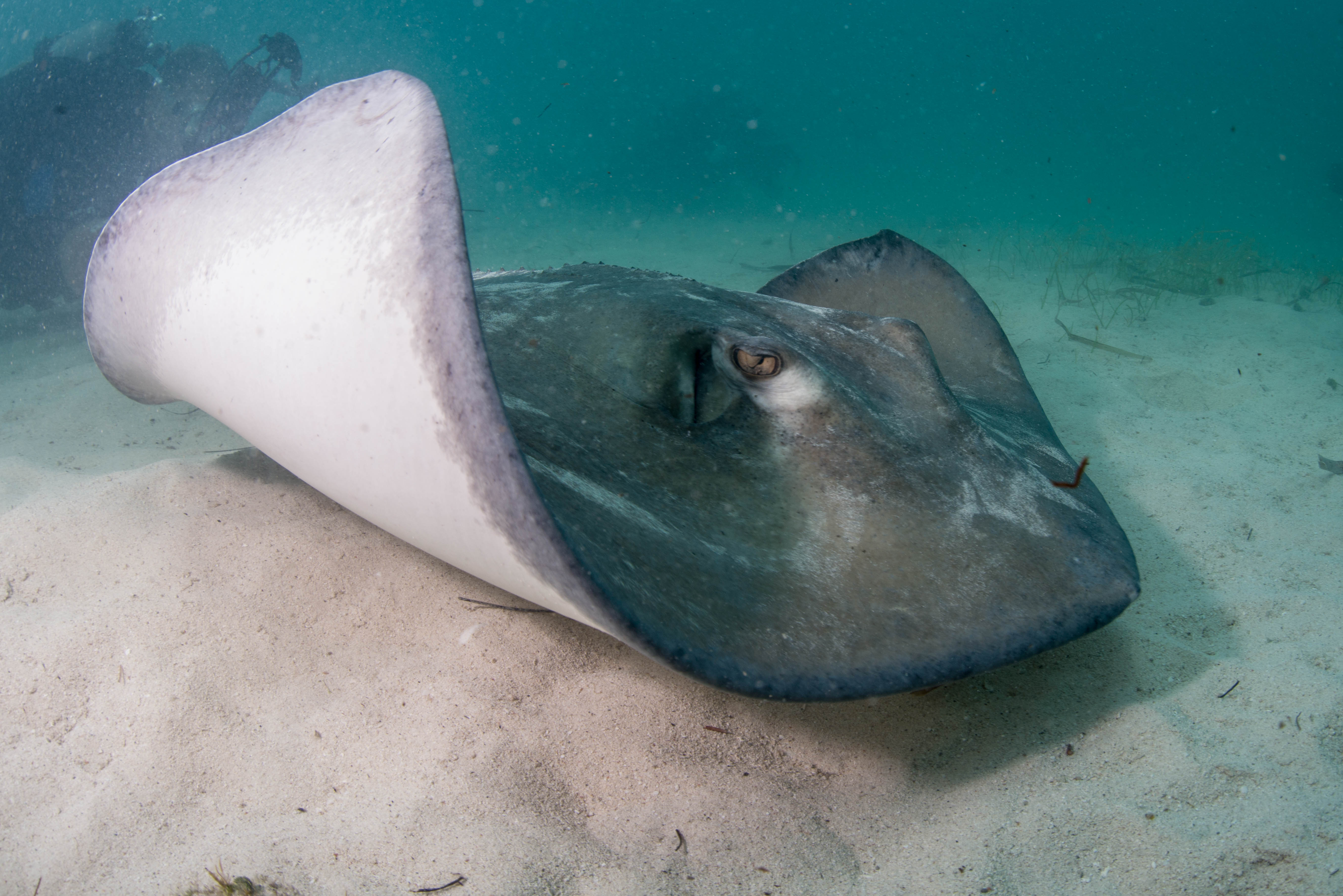 cuddly stingray