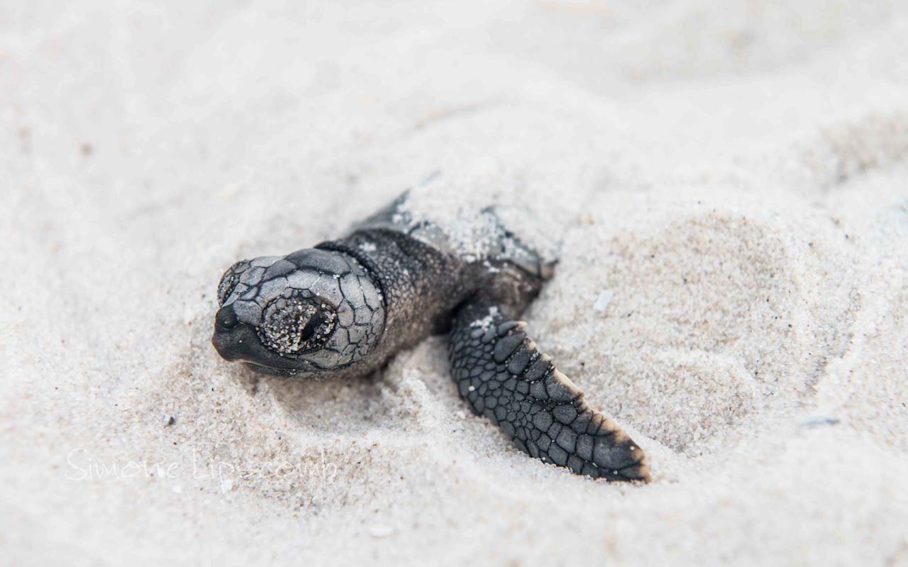 Loggerhead Hatchling